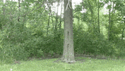 Happy Peek A Boo GIF