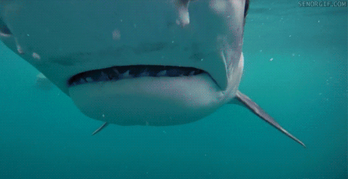 close up shark GIF by Cheezburger