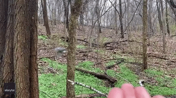 Woodpecker Snatches Snack from Birdwatcher's Hand in Central Park