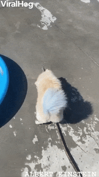 Pup Fills Up His Pool GIF by ViralHog