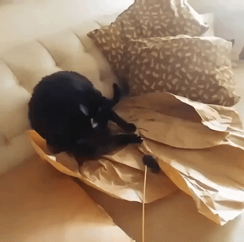 PriVer cat black hunting tripod GIF
