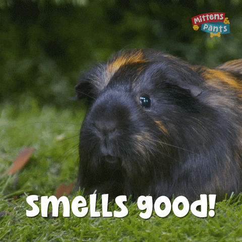 Sniffing Guinea Pig GIF by Mittens & Pants
