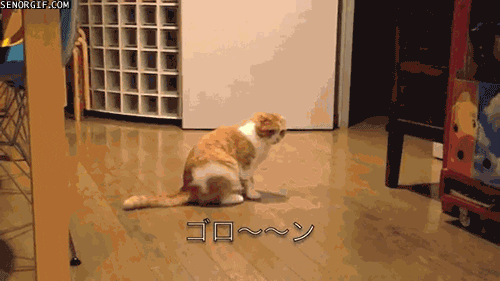 cat belly rubs GIF by Cheezburger