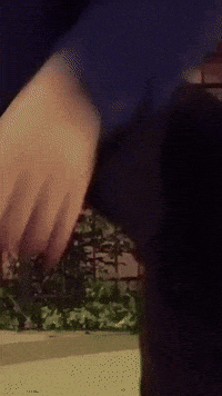 Happy Chicago GIF