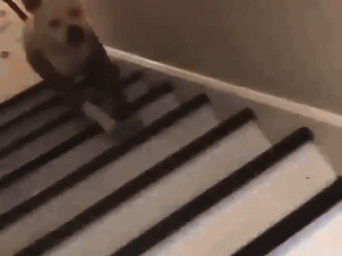 stairwedge giphyupload GIF