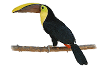bird STICKER