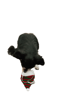 worldtravelerdog party dog christmas santa Sticker