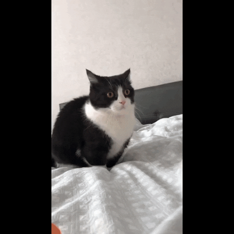 cuteanimalland giphyupload GIF
