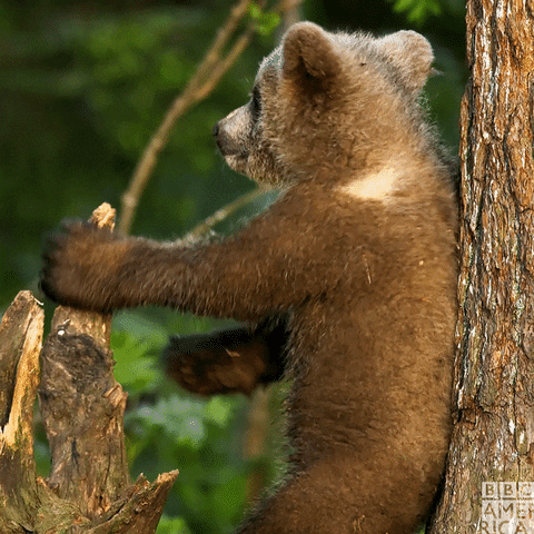 Bear Cub Dance GIF by BBC America