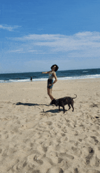 Kimksellsbk happy dancing dog summer GIF
