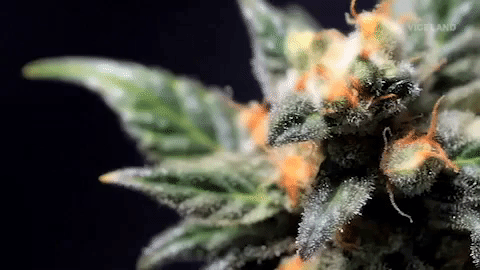weed marijuana GIF by MOST EXPENSIVEST