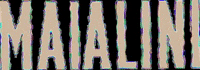 maialini maialinicampinas GIF