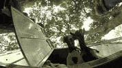 goats scifri GIF by Science Friday