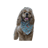 Cocker Spaniel Lady Sticker by Geekster Pets