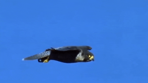 AnimalsForYou giphyupload peregrine falcon GIF