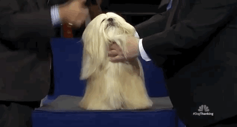 national dog show 2018 GIF by NBC