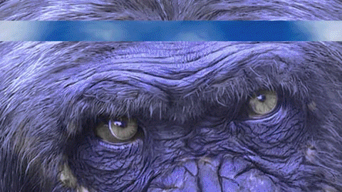 monkey business GIF