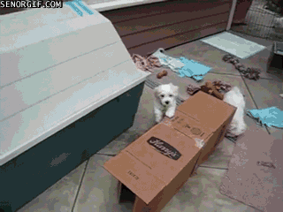 dog box GIF by Cheezburger