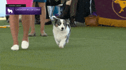 Cardigan Welsh Corgi Dogs GIF by Westminster Kennel Club