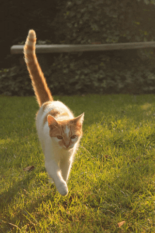 red-white cat GIF