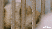 Japan Snow GIF by Array