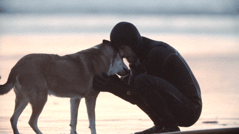rabid dog GIF