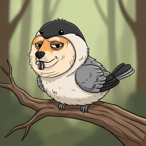 Shiba Inu Wow GIF by Doge Pound