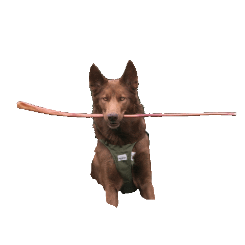 bullybunches giphyupload dog dogs cute dog Sticker