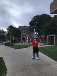 Cat Moving GIF by Clark University