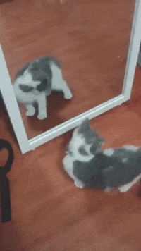 Video gif. Grey and white kitten watches itself in a mirror, standing up on its hind legs and waving its front paws, then scooting its butt toward the mirror.