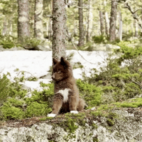 Red Husky GIF