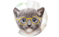 simonkids cat cute cats kitty Sticker