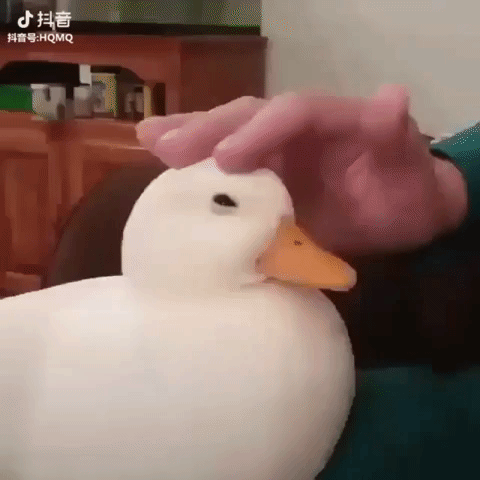 adorable pet duck GIF
