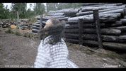 thebridgeau thebridgeau thebridgeaustralia tbau bridgeaustralia GIF