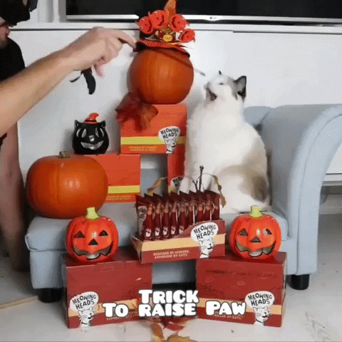 barkingheads giphyupload meowing heads meowingheads halloween cat trick GIF