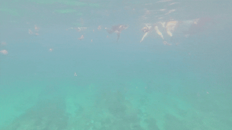 trining giphyupload GIF
