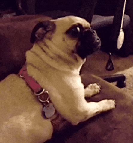 Dog What GIF