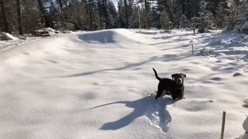 Dog Plays in Snowy Northwest Idaho After Bout of Winter Weather