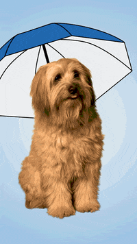 Auto Zgif GIF by Zurich Schweiz