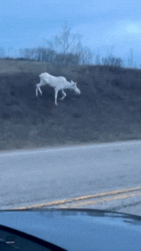 Rare White Moose Spotted in Alberta