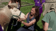 nat geo wild horse GIF by Dr. Oakley, Yukon Vet