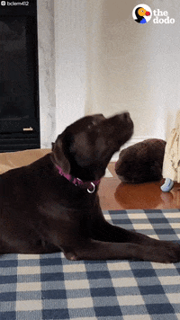 Dogs GIF by The Dodo