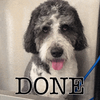 Wet Dog GIF