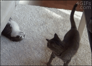 Cat Love GIF by Demic
