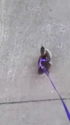 duckcute GIF