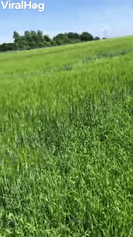 Happy Dog Bounds Through Grass