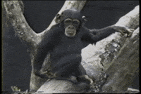 things monkey GIF