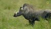Nat Geo Savage Kingdom GIF by National Geographic Channel