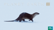 Planet Earth 2 Snow GIF by BBC Earth