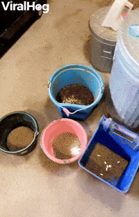 Owen Knows When it's Breakfast Time